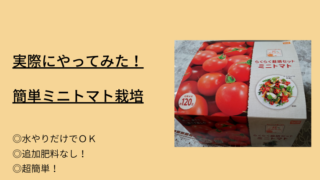 ミニトマト栽培セットの箱の実際にやってみた！簡単ミニトマト栽培のロゴがある